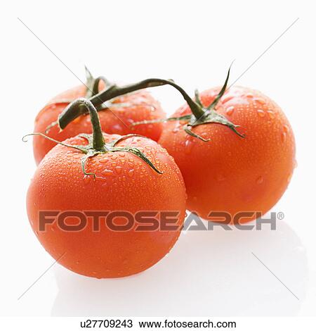 Three wet red ripe tomatoes on vine against white backgroound. View Large Photo Image Stock Image - Three wet red ripe tomatoes on vine against white backgroound.. Fotosearch