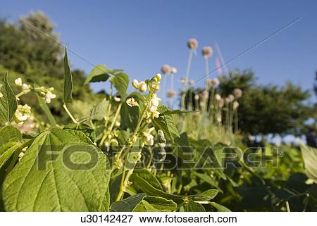 Stock Photo - Bean plants, Okanagan Centre, BC, Canada. Fotosearch