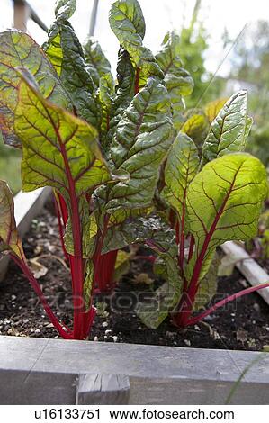 Stock Image - Beet greens, Cypess Street Community Garden, Vancouver, BC. Fotosearch