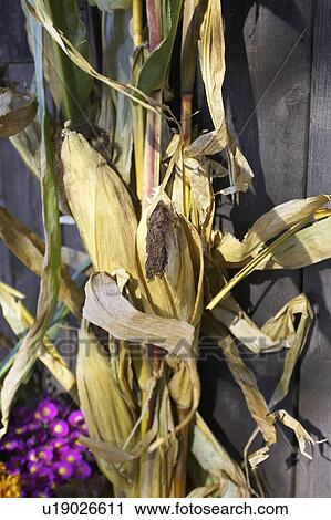 Stock Image - Bundle of dried corn leaning against barn wall, Canada, Ontario. Fotosearch