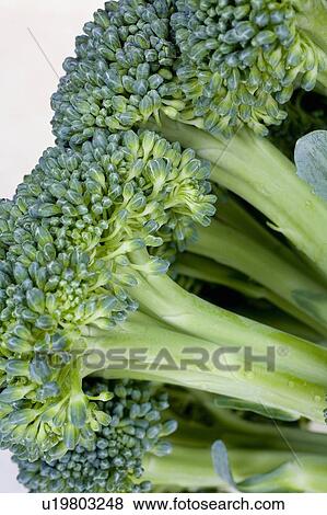 Close-up of broccoli View Large Photo Image Stock Photo - Close-up of broccoli. Fotosearch