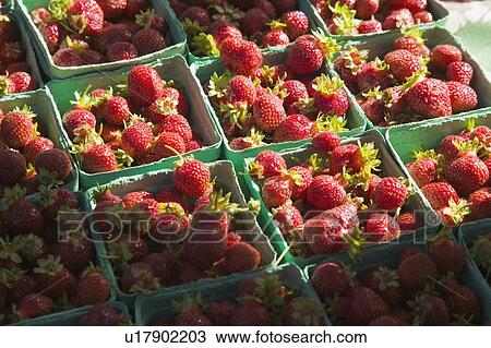 Stock Image - Fresh strawberries, Saturday Market Salt Spring Island, British Columbia, Canada. Fotosearch