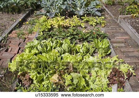 Stock Photography - Lettuce, Cypress Street Community Garden, Vancouver, BC. Fotosearch