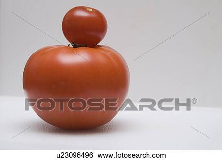Little tomato on top of big tomato View Large Photo Image Stock Photograph - Little tomato on top of big tomato. Fotosearch