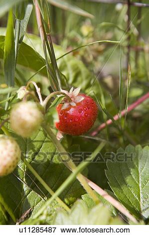 Stock Photo - Red ripe strawberry, Cypress Street Community Garden, Vancouver, BC. Fotosearch