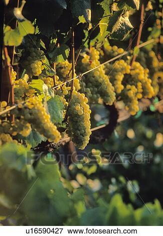 White grapes on the vine, in vineyard, Napa Valley, California View Large Photo Image Stock Photo - White grapes on the vine, in vineyard, Napa Valley, California. Fotosearch