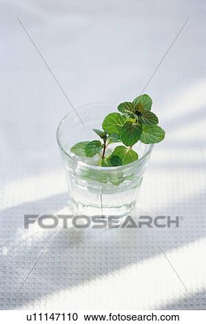 Stock Image - A glass of mint water. Fotosearch