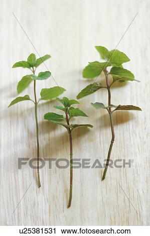 Stock Image - Mint. Fotosearch
