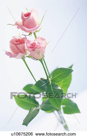 Pink rose View Large Photo Image Stock Photograph - Pink rose. Fotosearch