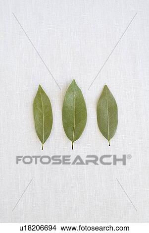Picture - Bay leaves. Fotosearch