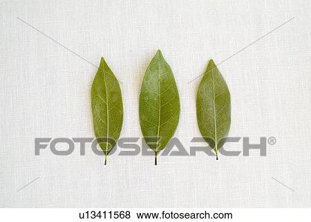 Bay leaves View Large Photo Image Stock Photo - Bay leaves. Fotosearch