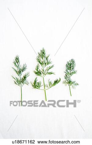 Dill View Large Photo Image Stock Image - Dill. Fotosearch