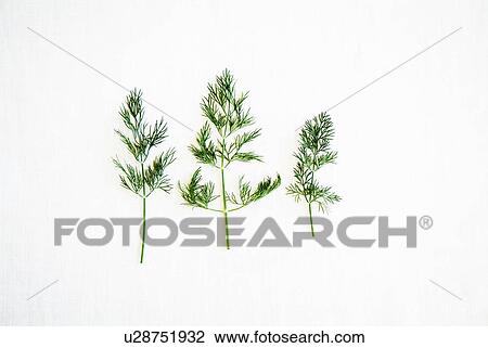 Stock Image - Dill. Fotosearch