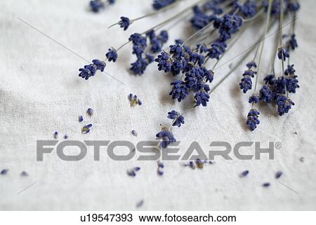 Stock Image - Dried flowers. Fotosearch