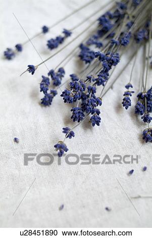 Stock Image - Dried flowers. Fotosearch