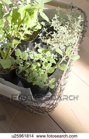Herb plants in pot View Large Photo Image Picture - Herb plants in pot. Fotosearch