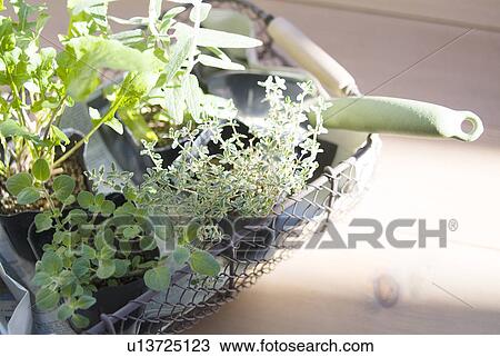 Stock Image - Herb plants in pot. Fotosearch