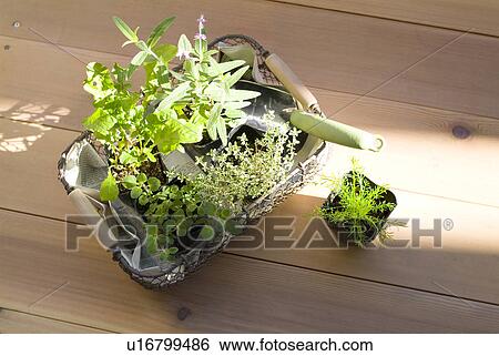 Herb plants in pot View Large Photo Image Stock Photograph - Herb plants in pot. Fotosearch