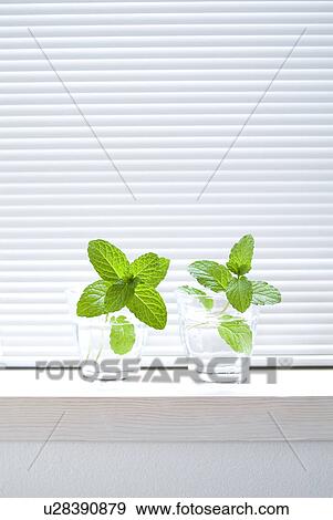 Stock Photo - Mint leaves in glass. Fotosearch