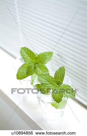 Mint leaves in glass View Large Photo Image Stock Photograph - Mint leaves in glass. Fotosearch