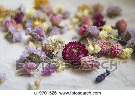 Stock Photograph - Potpourri. Fotosearch