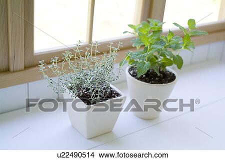 Potted herbs View Large Photo Image Picture - Potted herbs. Fotosearch