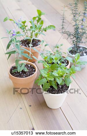Stock Image - Potted herbs. Fotosearch