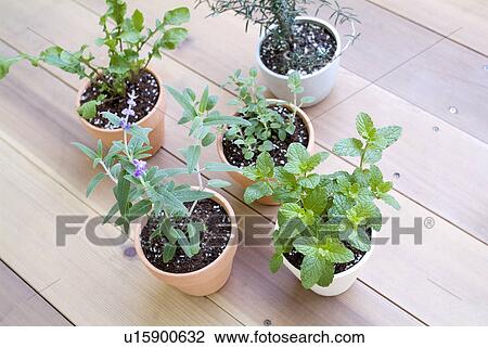 Stock Image - Potted herbs. Fotosearch