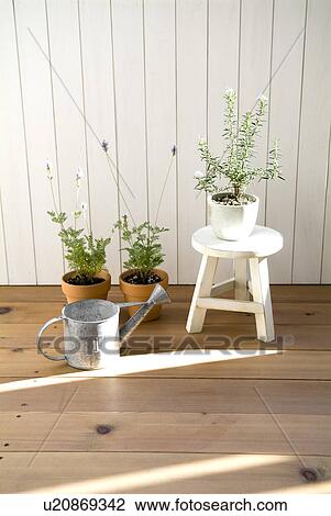 Stock Image - Potted herbs. Fotosearch
