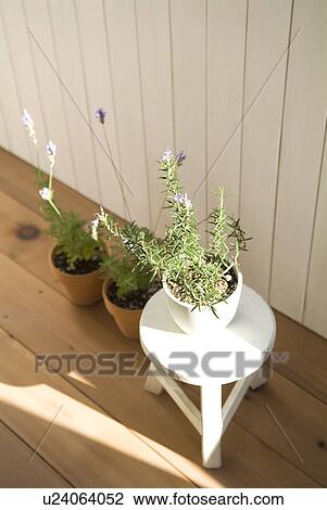 Stock Image - Potted herbs. Fotosearch