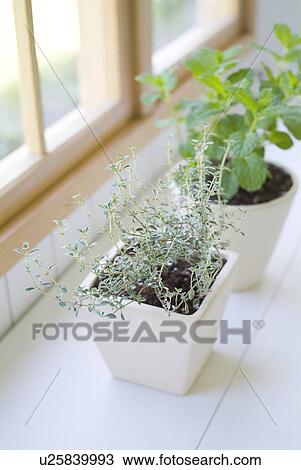 Stock Image - Potted herbs. Fotosearch