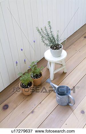 Potted herbs View Large Photo Image Stock Photo - Potted herbs. Fotosearch