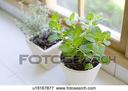 Stock Photo - Potted herbs. Fotosearch