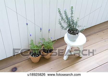 Stock Photograph - Potted herbs. Fotosearch