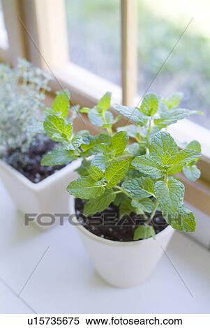 Stock Photography - Potted herbs. Fotosearch