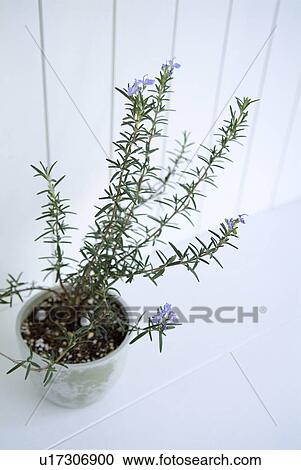 Stock Image - Potted rosemary. Fotosearch