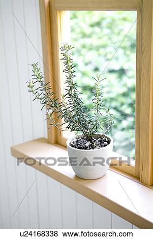 Stock Photo - Potted rosemary. Fotosearch