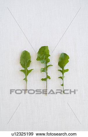 Stock Photo - Rocket leaves. Fotosearch