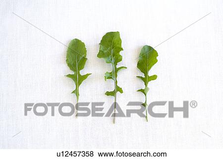 Stock Photo - Rocket leaves. Fotosearch