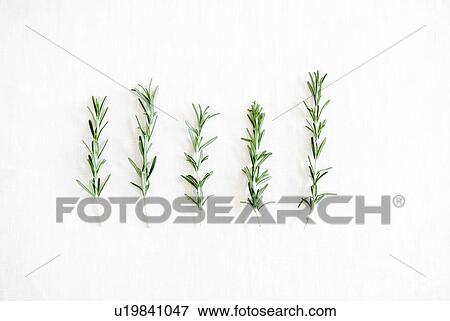 Stock Photo - Rosemary. Fotosearch