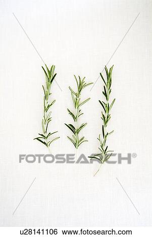 Stock Photograph - Rosemary. Fotosearch