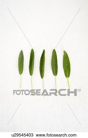 Stock Image - Sage leaves. Fotosearch