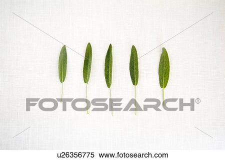 Stock Photography - Sage leaves. Fotosearch
