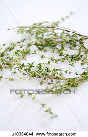 Thyme View Large Photo Image Picture - Thyme. Fotosearch