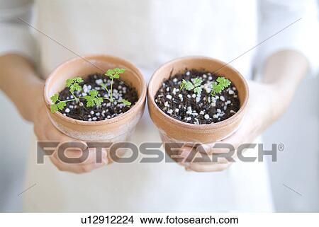 Picture - Woman holding potted herbs. Fotosearch