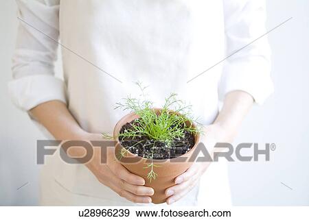 Stock Photo - Woman holding potted herbs. Fotosearch