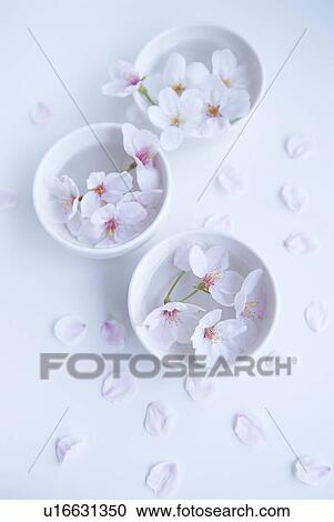 Stock Image - Cherry blossoms in bowl. Fotosearch