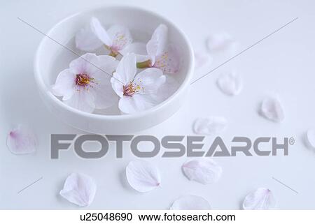 Stock Image - Cherry blossoms in bowl. Fotosearch