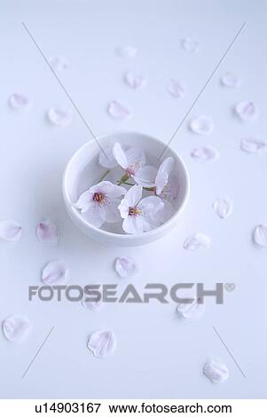 Stock Photo - Cherry blossoms in bowl. Fotosearch