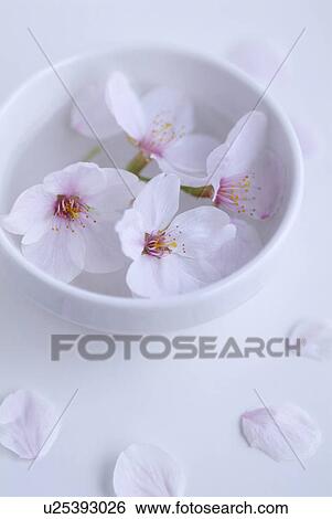 Stock Photograph - Cherry blossoms in bowl. Fotosearch